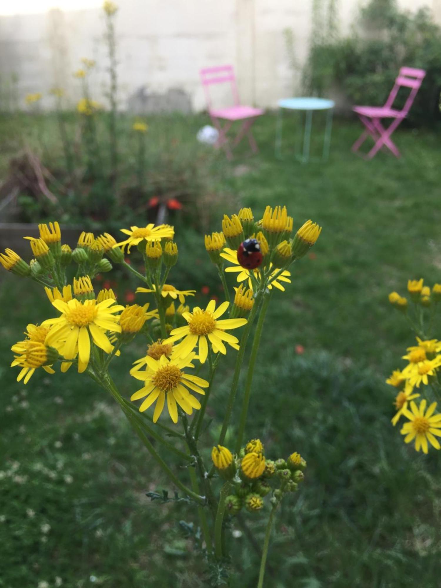 Neuf Avec Jardin Partage *